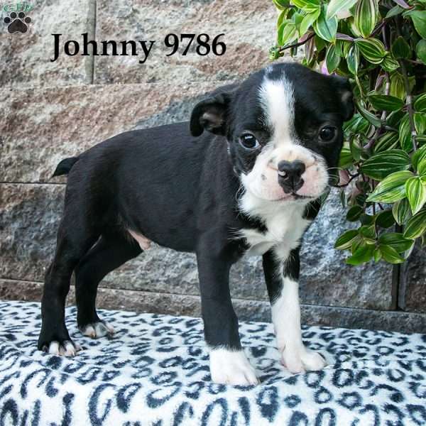 Johnny, Boston Terrier Puppy